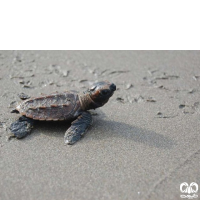 گونه لاکپشت پوزه عقابی Hawksbill Turtle